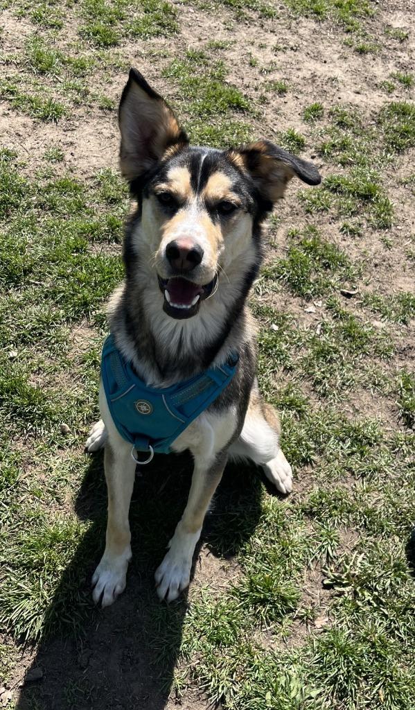 Trip, Adoptable, Adult Male Husky & Mixed Breed.