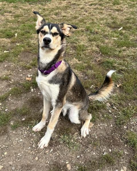Trip, a Adoptable mixed breed in South Bend, IN image 2/6