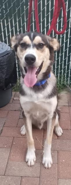 Trip, a Adoptable mixed breed in South Bend, IN image 3/6