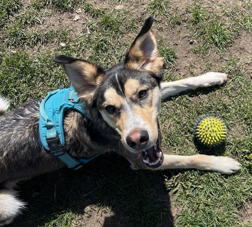 Trip, a Adoptable mixed breed in South Bend, IN image 4/6