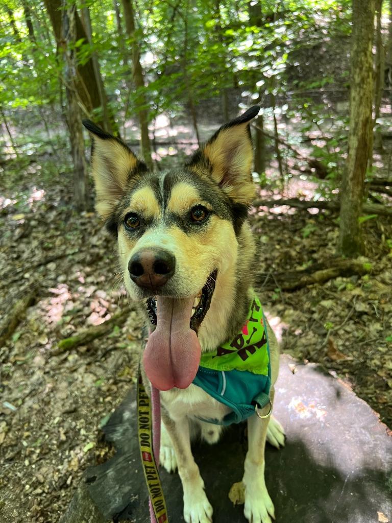 Trip, a Adoptable mixed breed in South Bend, IN image 5/6