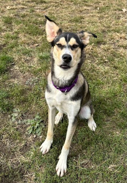 Trip, a Adoptable mixed breed in South Bend, IN image 6/6