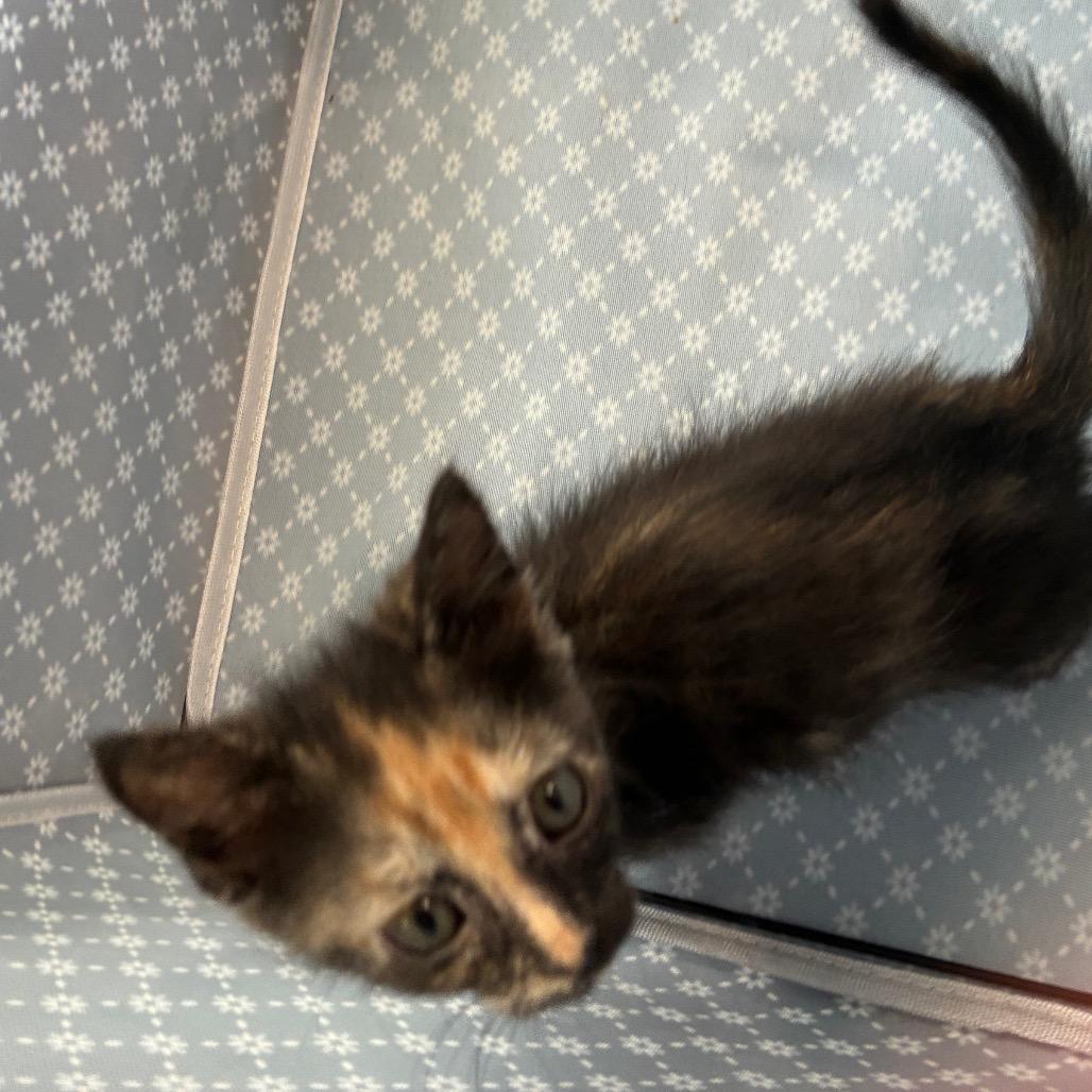 Enlarge Toffee, a Adoptable Domestic Short Hair in Richmond Hill, GA image 1/3