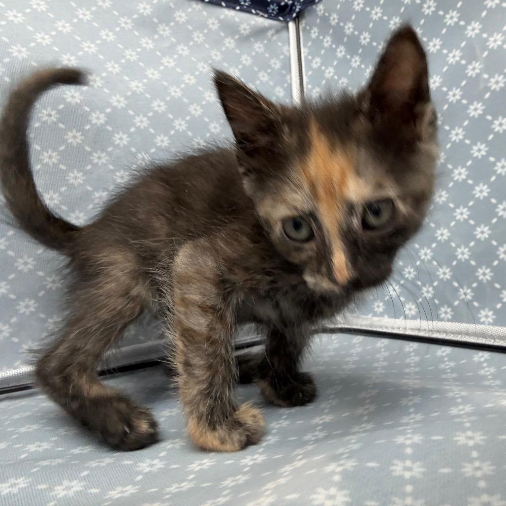 Enlarge Toffee, a Adoptable Domestic Short Hair in Richmond Hill, GA image 3/3
