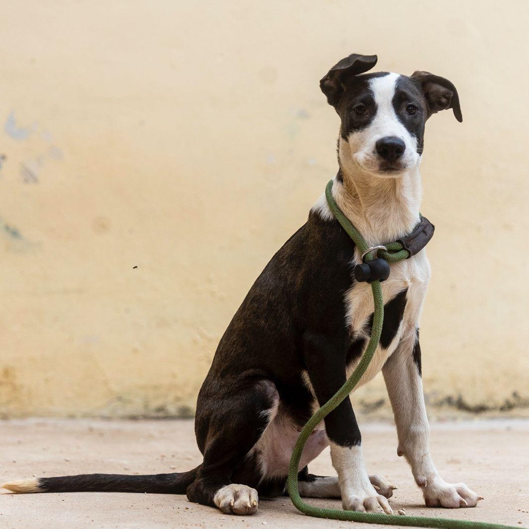 Enlarge Monty, a ADOPTABLE mixed breed in New York, NY image 3/6