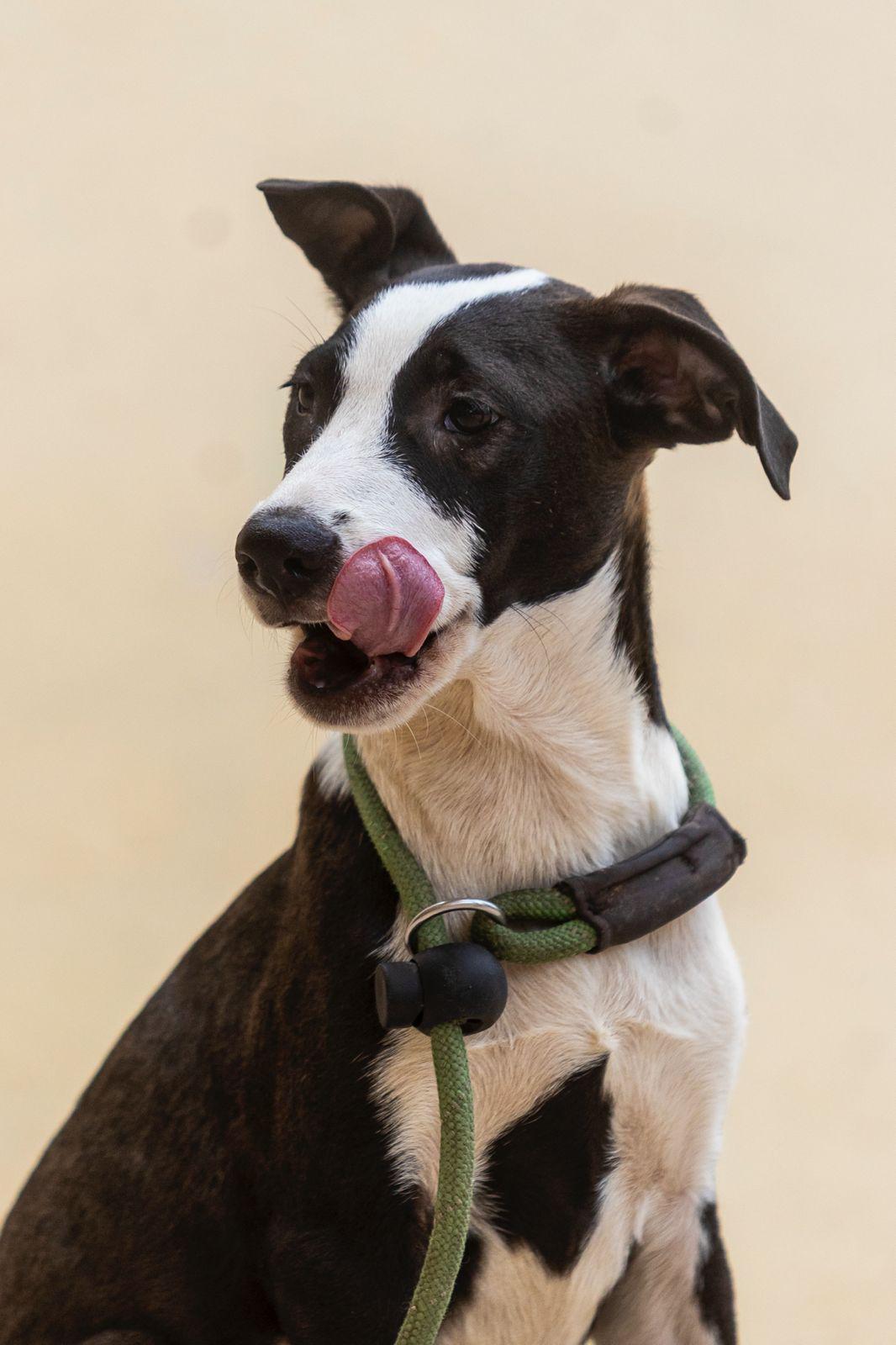 Monty, ADOPTABLE, Young Male Coonhound & Whippet.