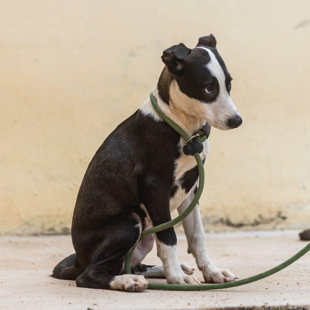 Enlarge Monty, a ADOPTABLE mixed breed in New York, NY image 5/6
