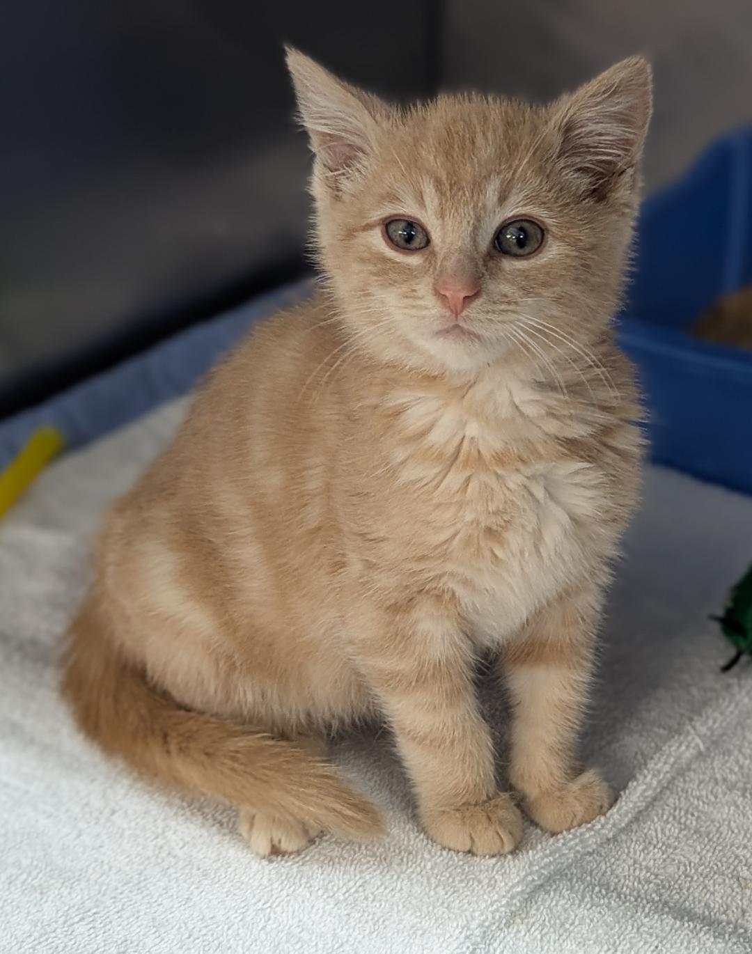 Phineas, Adoptable, Kitten Male Domestic Long Hair.