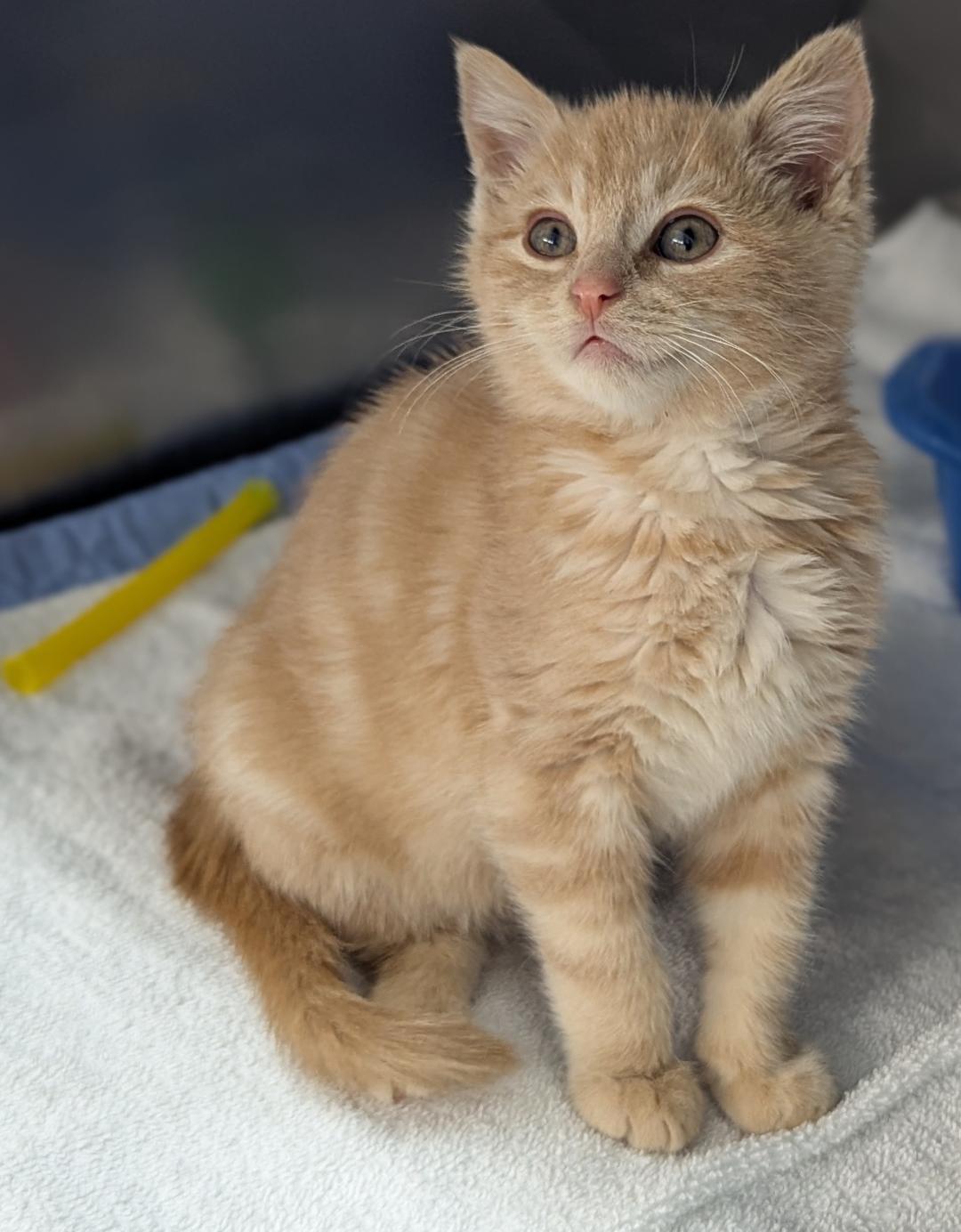 Phineas, a Adoptable Domestic Long Hair in Mount Vernon, OH image 2/3