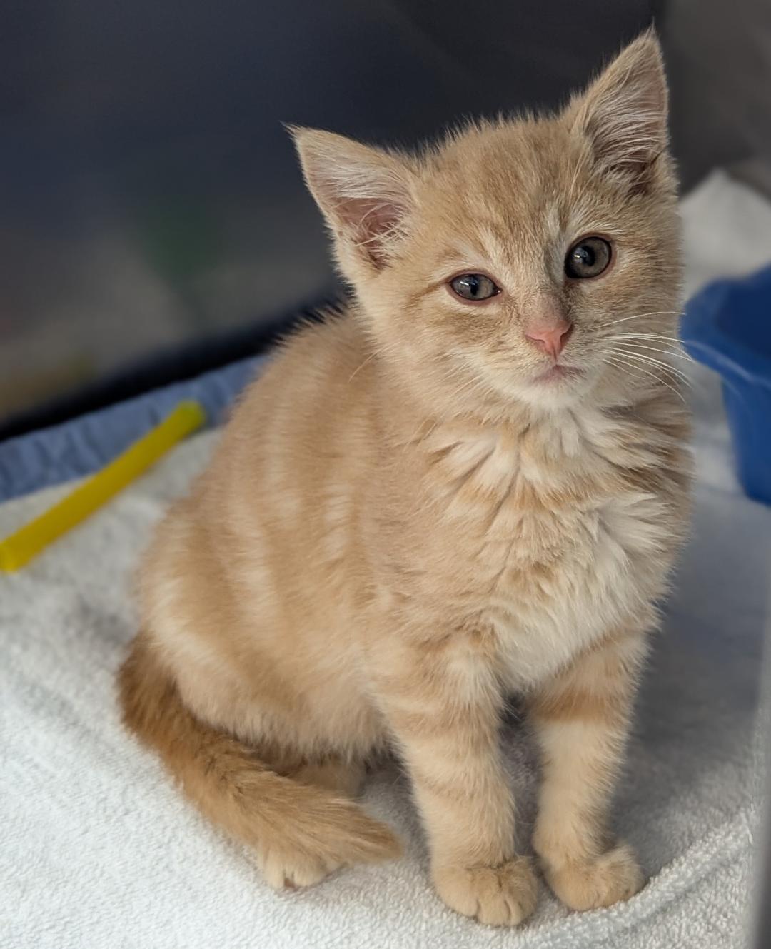 Phineas, a Adoptable Domestic Long Hair in Mount Vernon, OH image 3/3