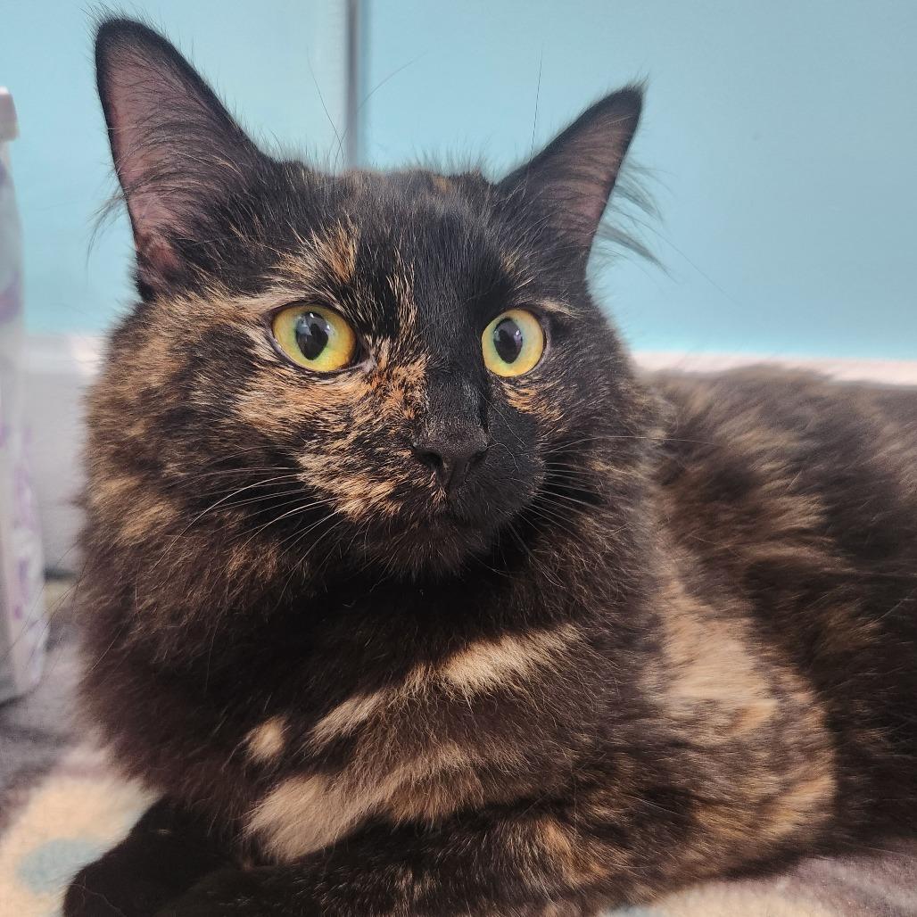 Enlarge Erin, a Adoptable mixed breed in Portage, MI image 1/1