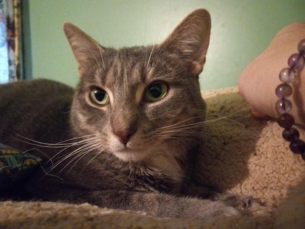 Sawyer, Adoptable, Adult Male Domestic Short Hair.