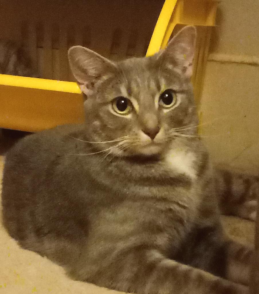 Enlarge Sawyer, a Adoptable mixed breed in Camp Hill, PA image 2/3