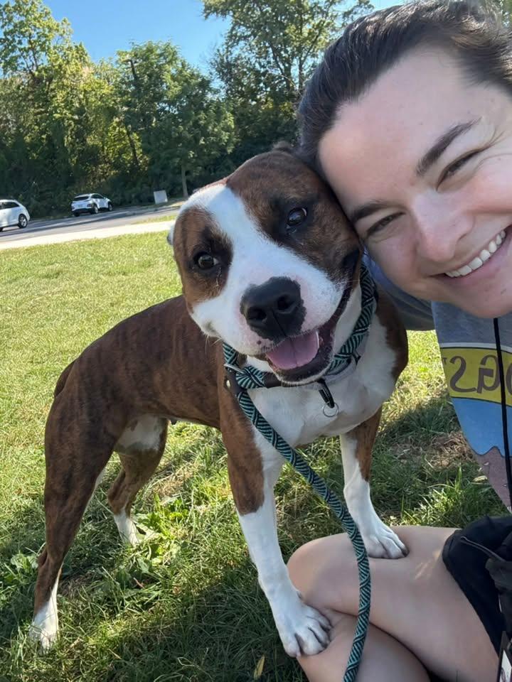 Enlarge Sheshe, a Adoptable mixed breed in Cleveland, OH image 1/6