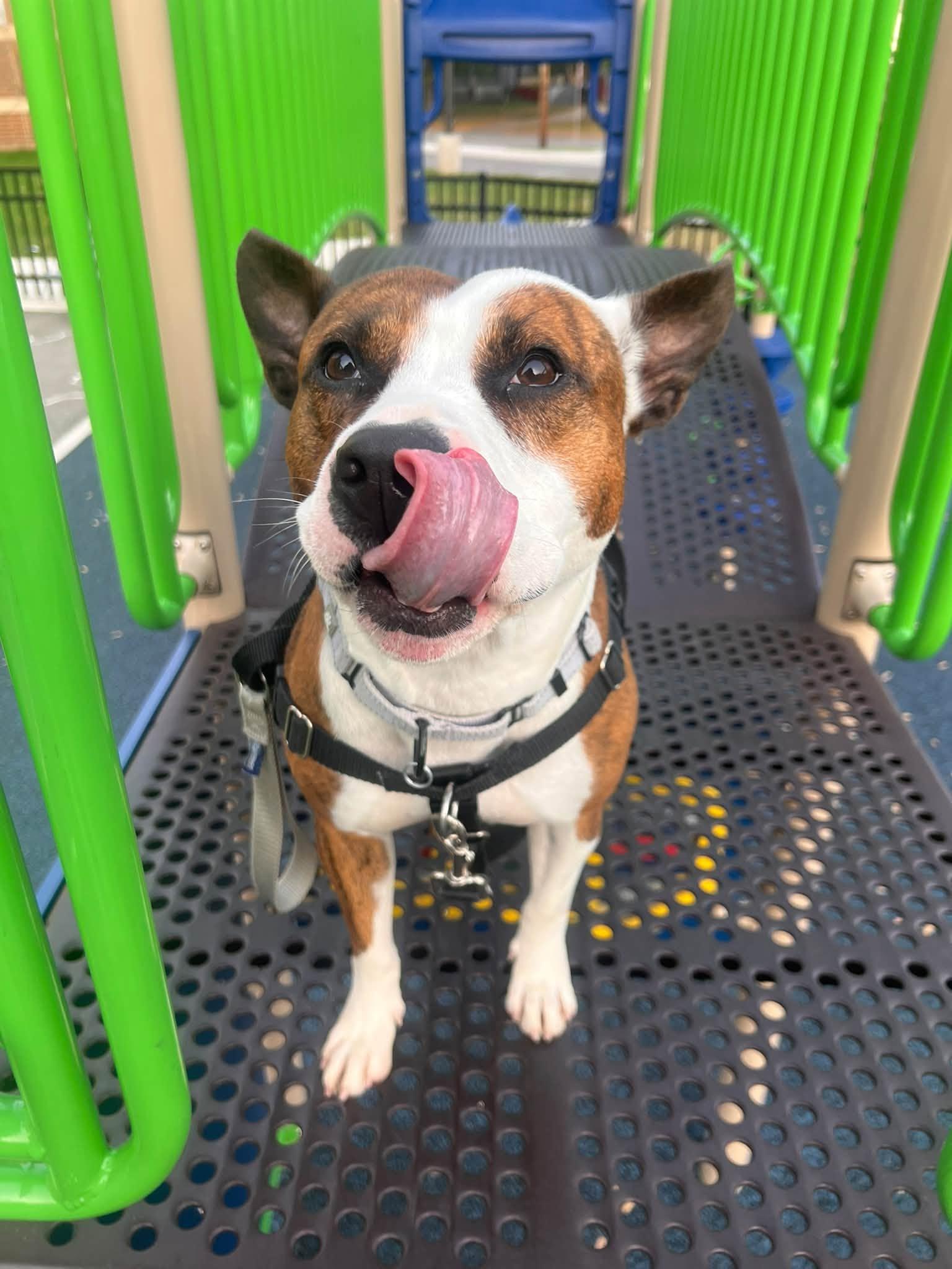 Enlarge Sheshe, a Adoptable mixed breed in Cleveland, OH image 6/6