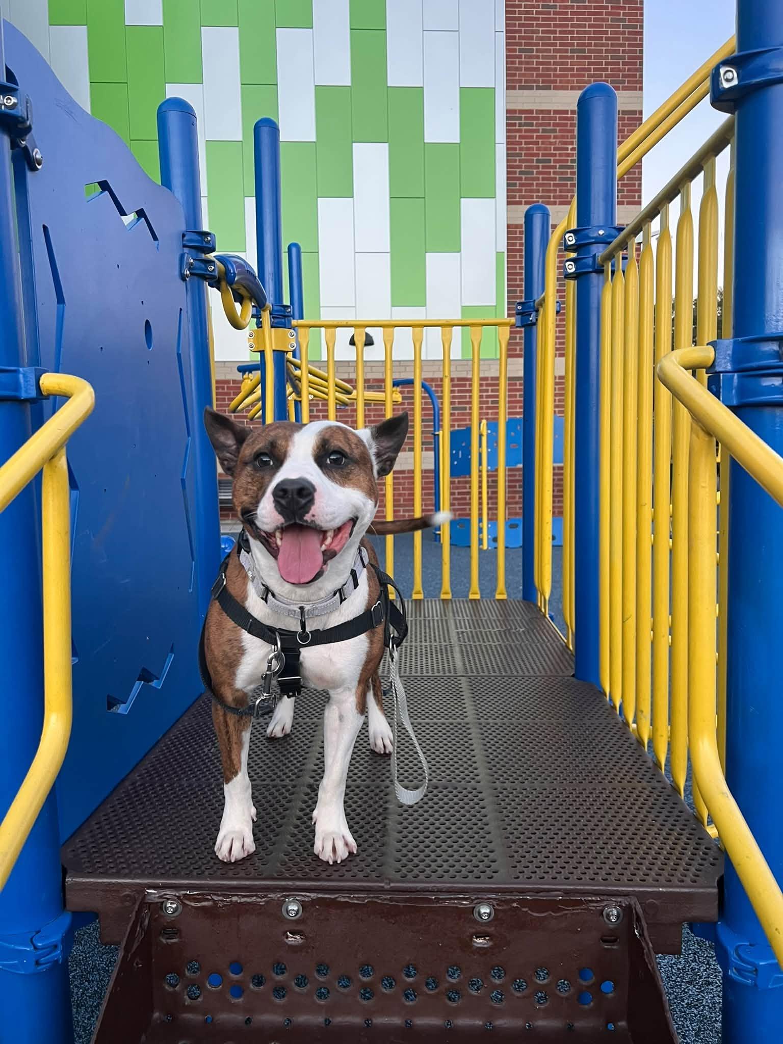 Enlarge Sheshe, a Adoptable mixed breed in Cleveland, OH image 4/6