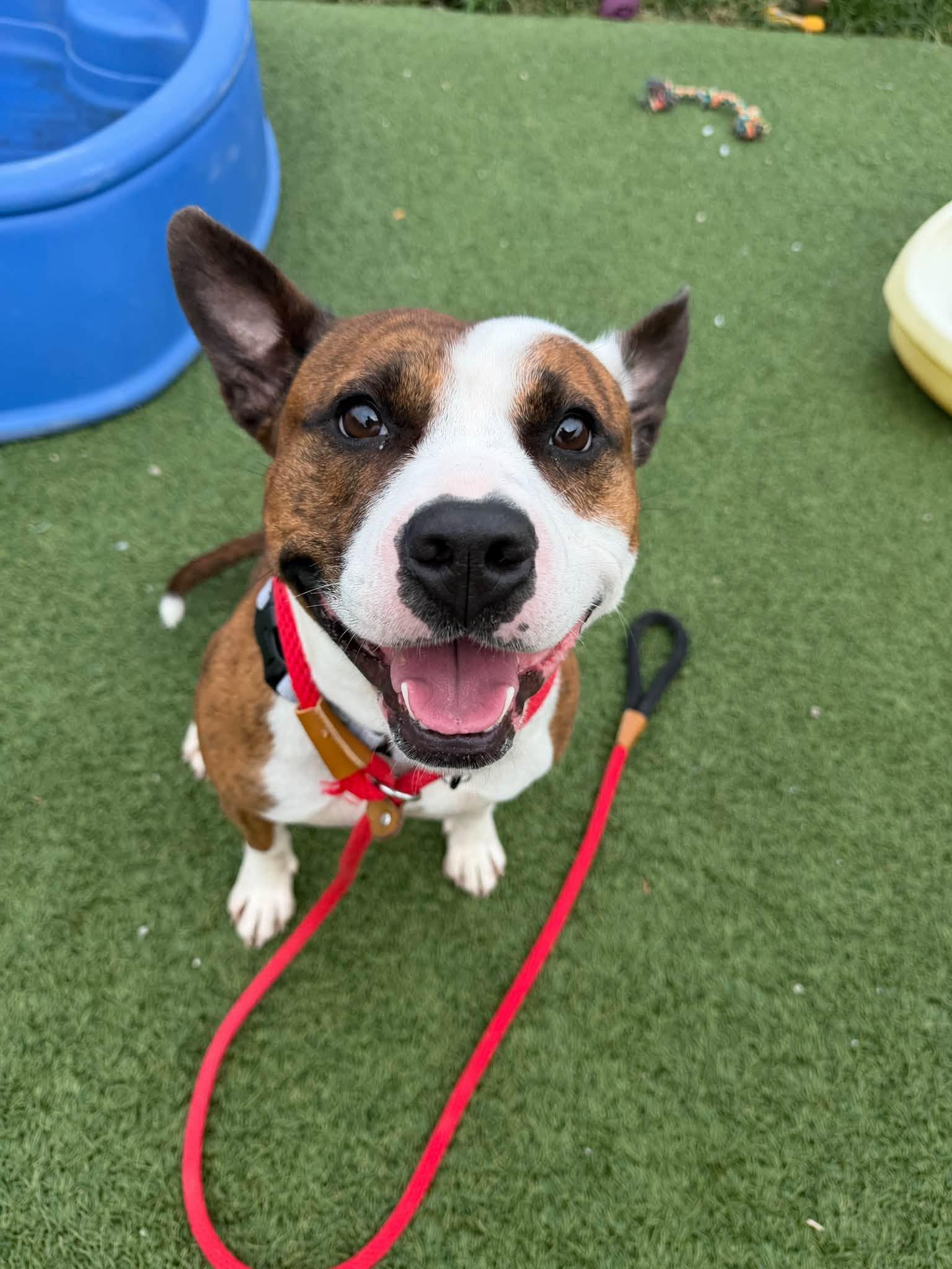 Enlarge Sheshe, a Adoptable mixed breed in Cleveland, OH image 2/6