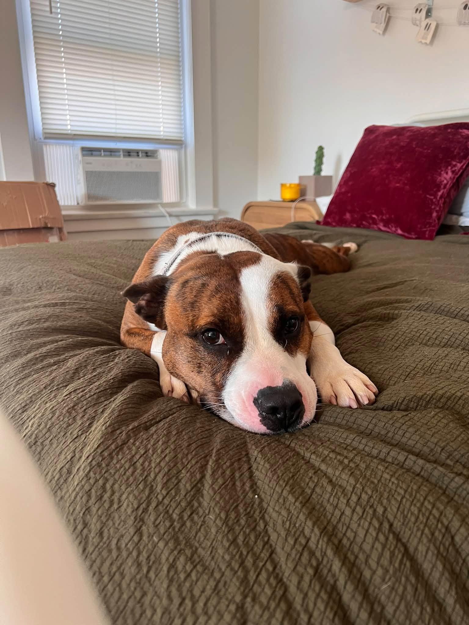 Enlarge Sheshe, a Adoptable mixed breed in Cleveland, OH image 5/6