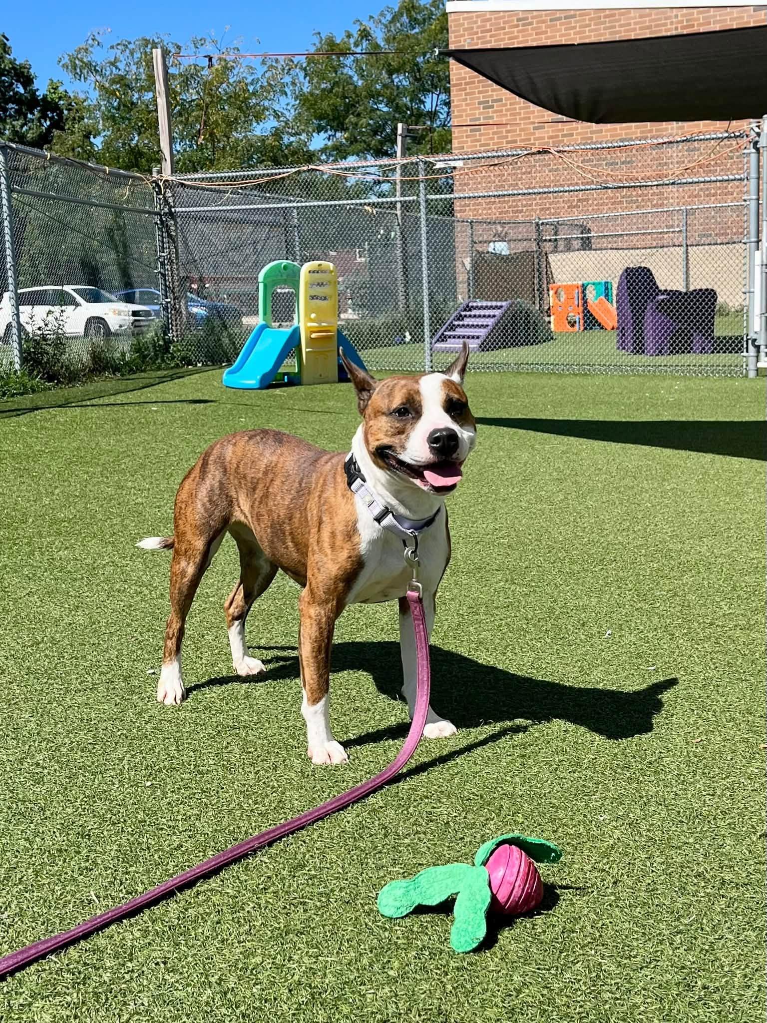 Enlarge Sheshe, a Adoptable mixed breed in Cleveland, OH image 3/6