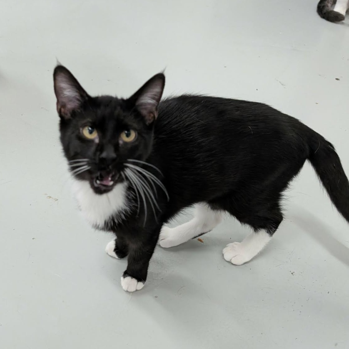 Marty, a Adoptable Domestic Short Hair in West Palm Beach, FL image 4/4