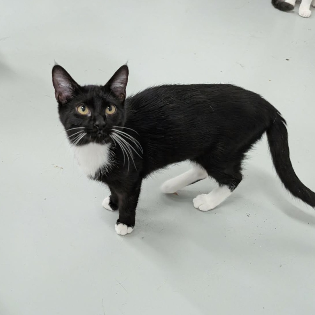 Marty, Adoptable, Kitten Female Domestic Short Hair.