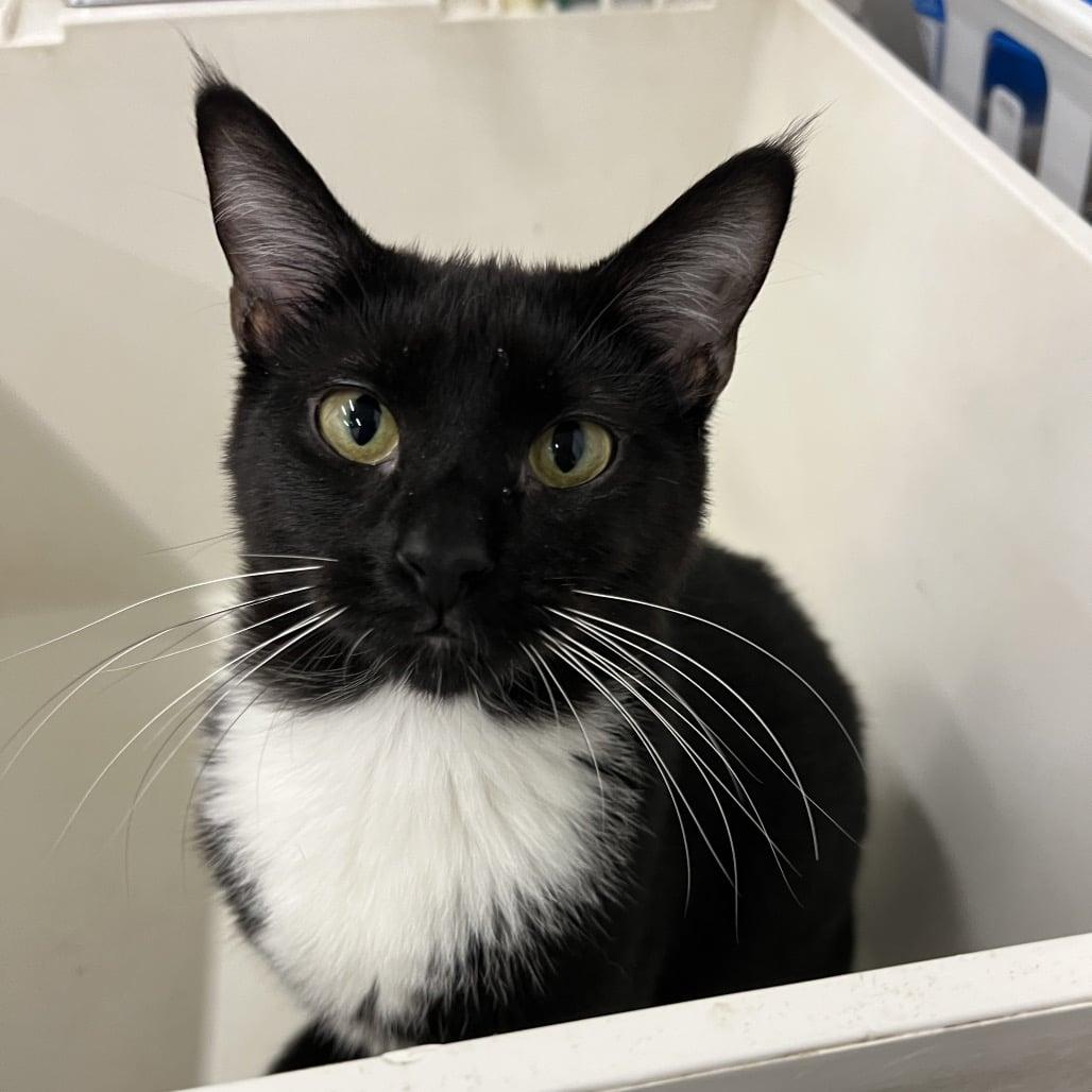 Enlarge Marty, a Adoptable Domestic Short Hair in West Palm Beach, FL image 2/4