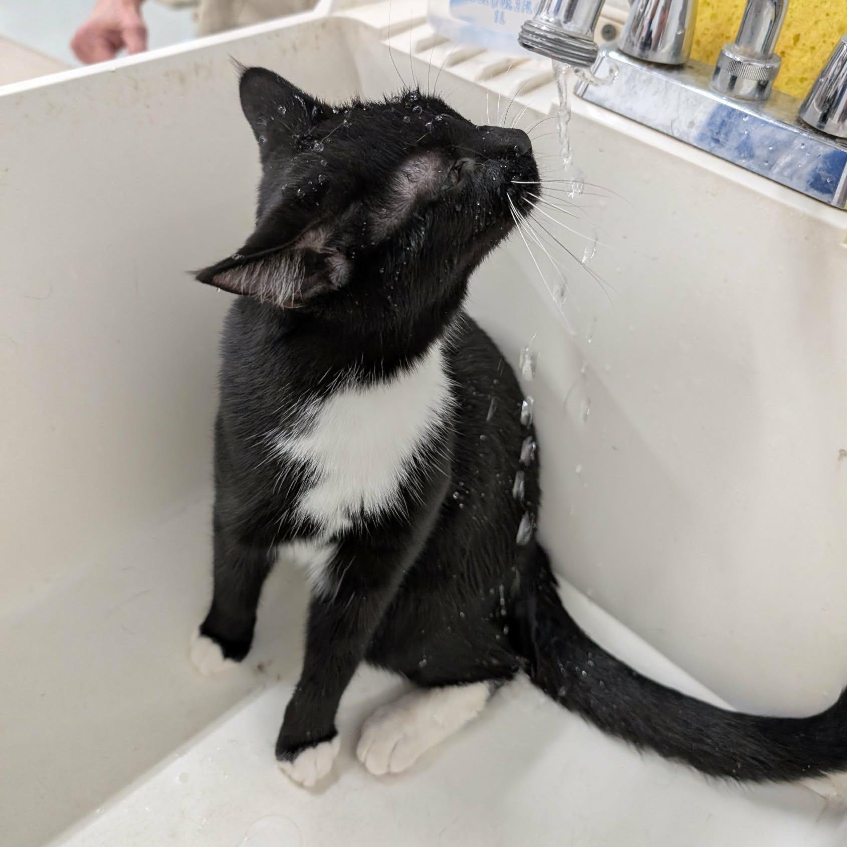 Marty, a Adoptable Domestic Short Hair in West Palm Beach, FL image 3/4