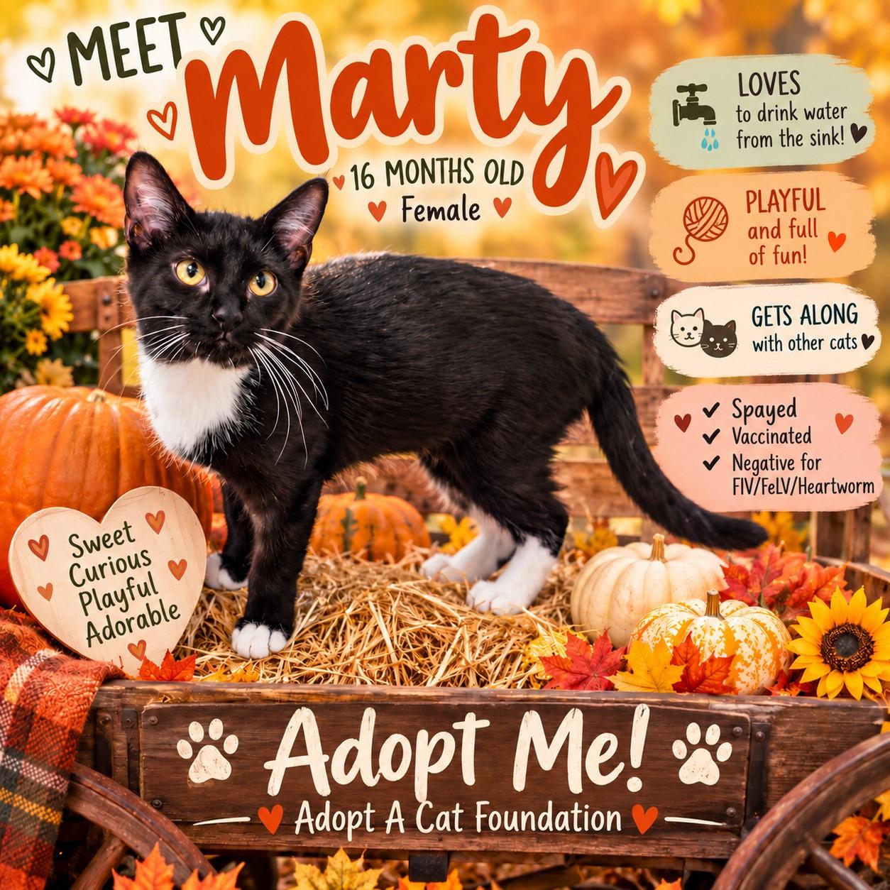 Marty, Adoptable, Young Female Domestic Short Hair.