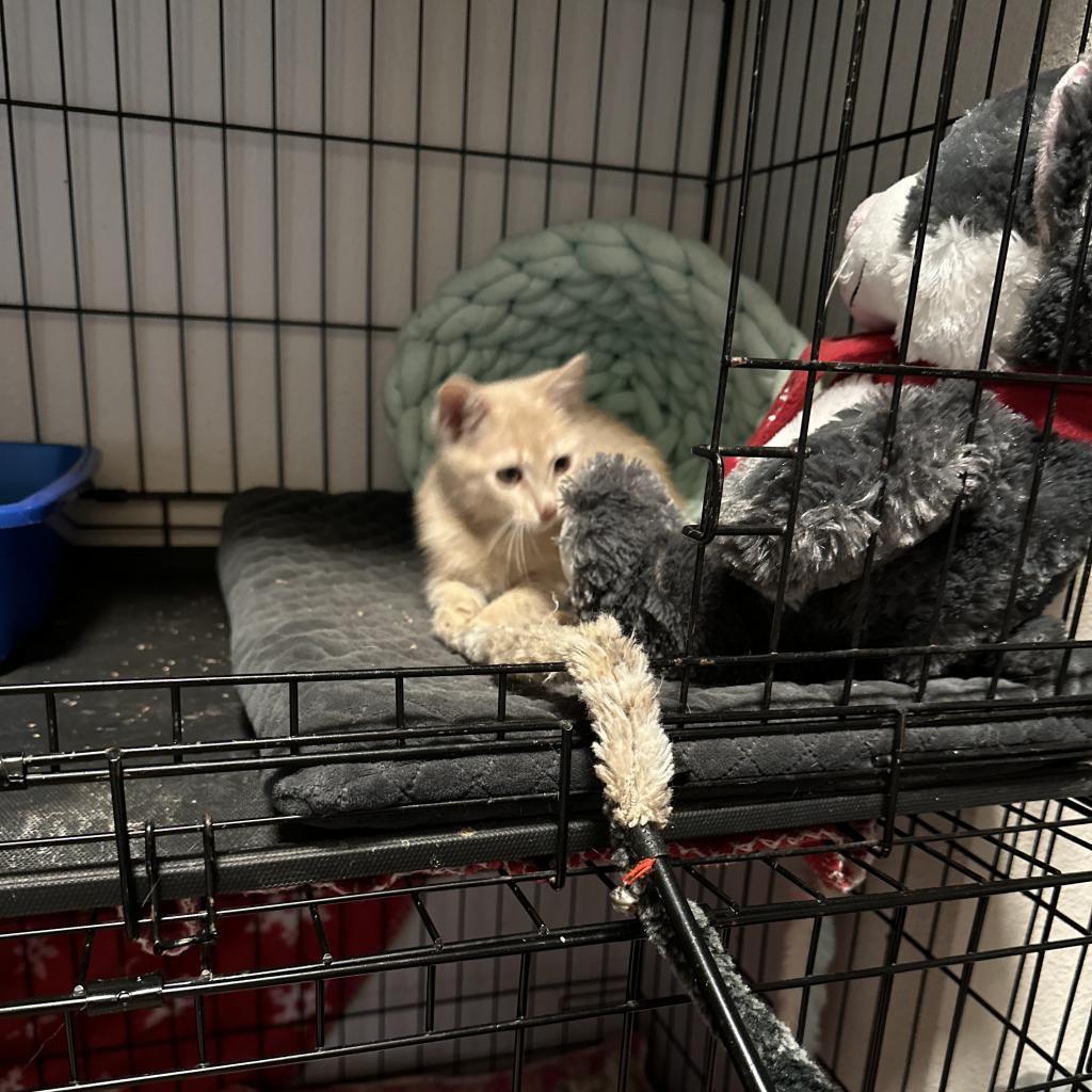 Nile, Adoptable, Adult Male Domestic Short Hair.