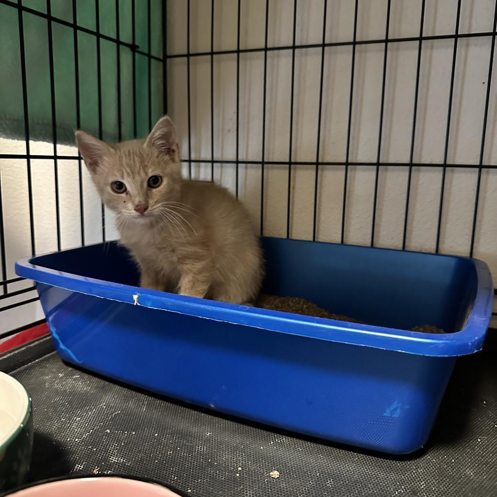 Enlarge Nile, a Adoptable Domestic Short Hair in Leander, TX image 2/6