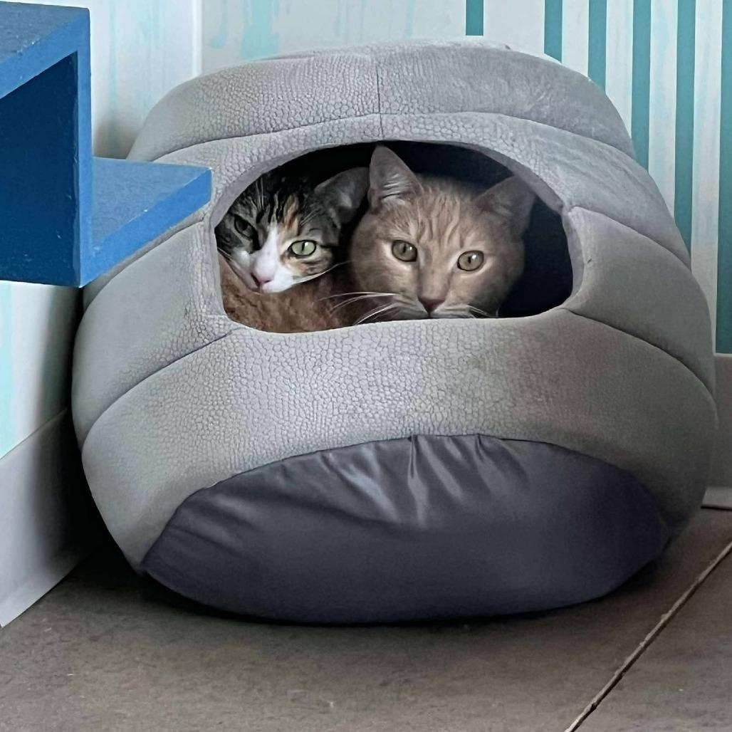 Enlarge Nile, a Adoptable Domestic Short Hair in Leander, TX image 1/3