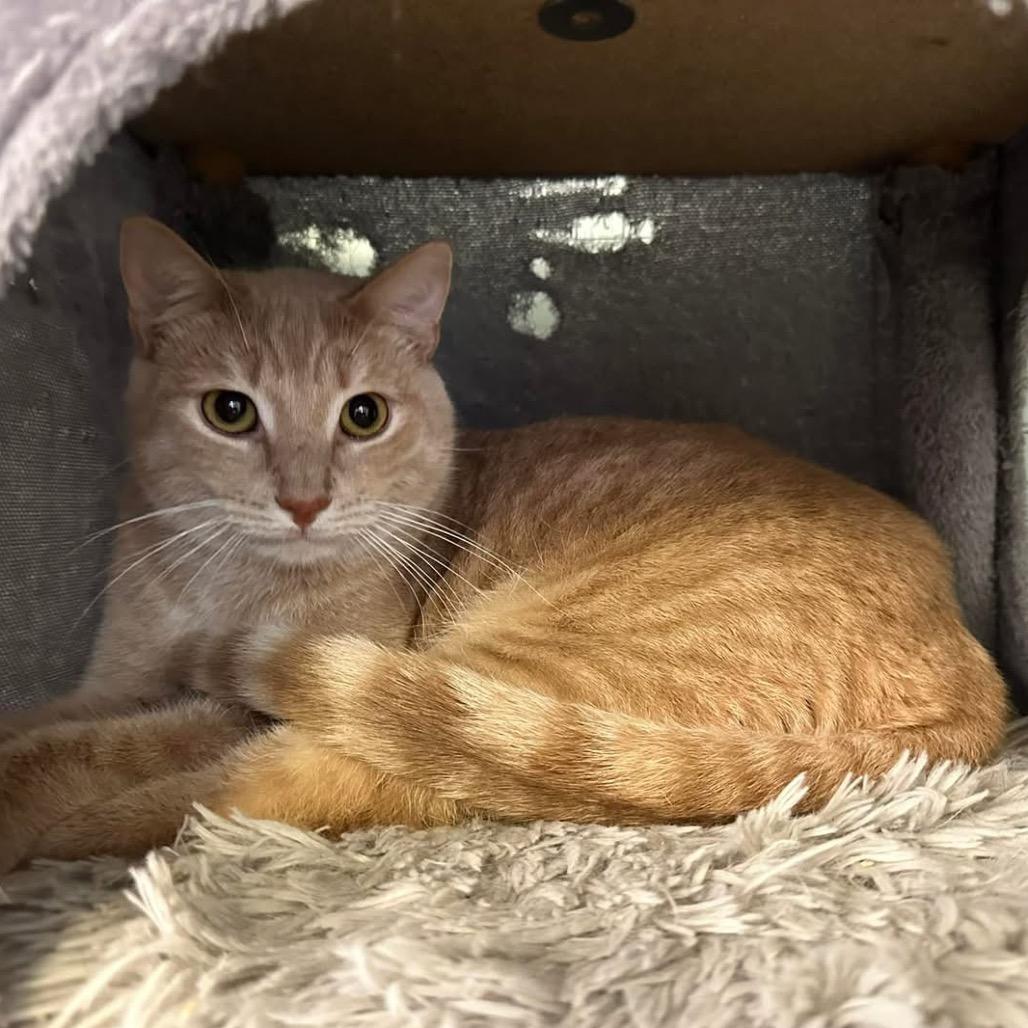 Enlarge Nile, a Adoptable Domestic Short Hair in Leander, TX image 3/6