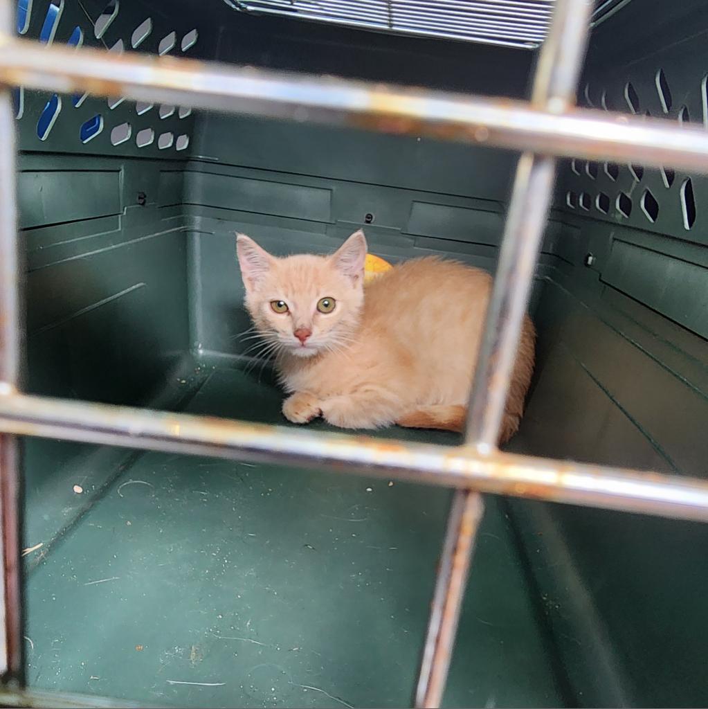 Enlarge Nile, a Adoptable Domestic Short Hair in Leander, TX image 4/6