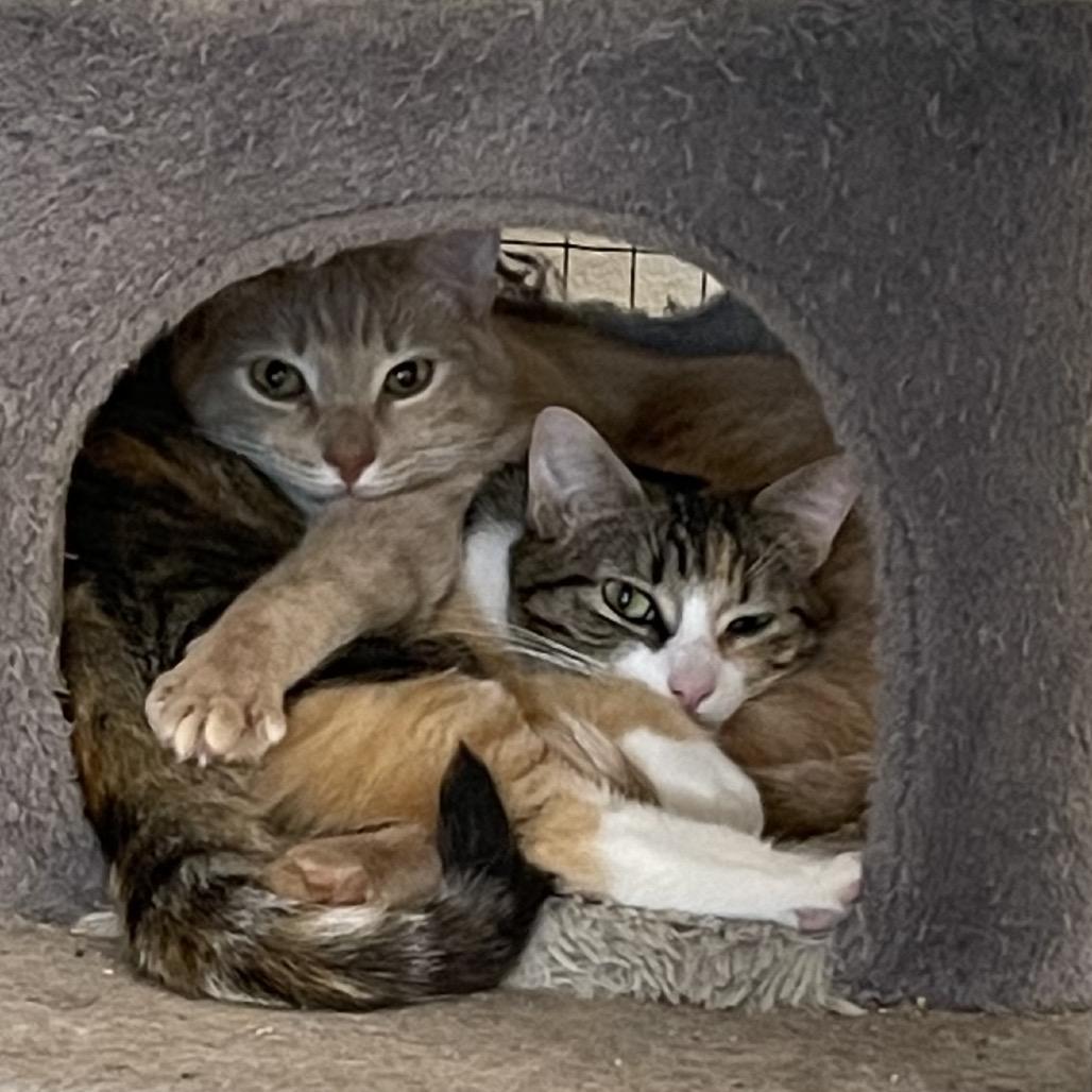 Enlarge Nile, a Adoptable Domestic Short Hair in Leander, TX image 3/3