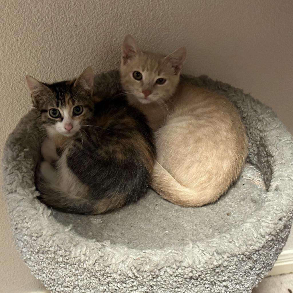 Enlarge Nile, a Adoptable Domestic Short Hair in Leander, TX image 5/6