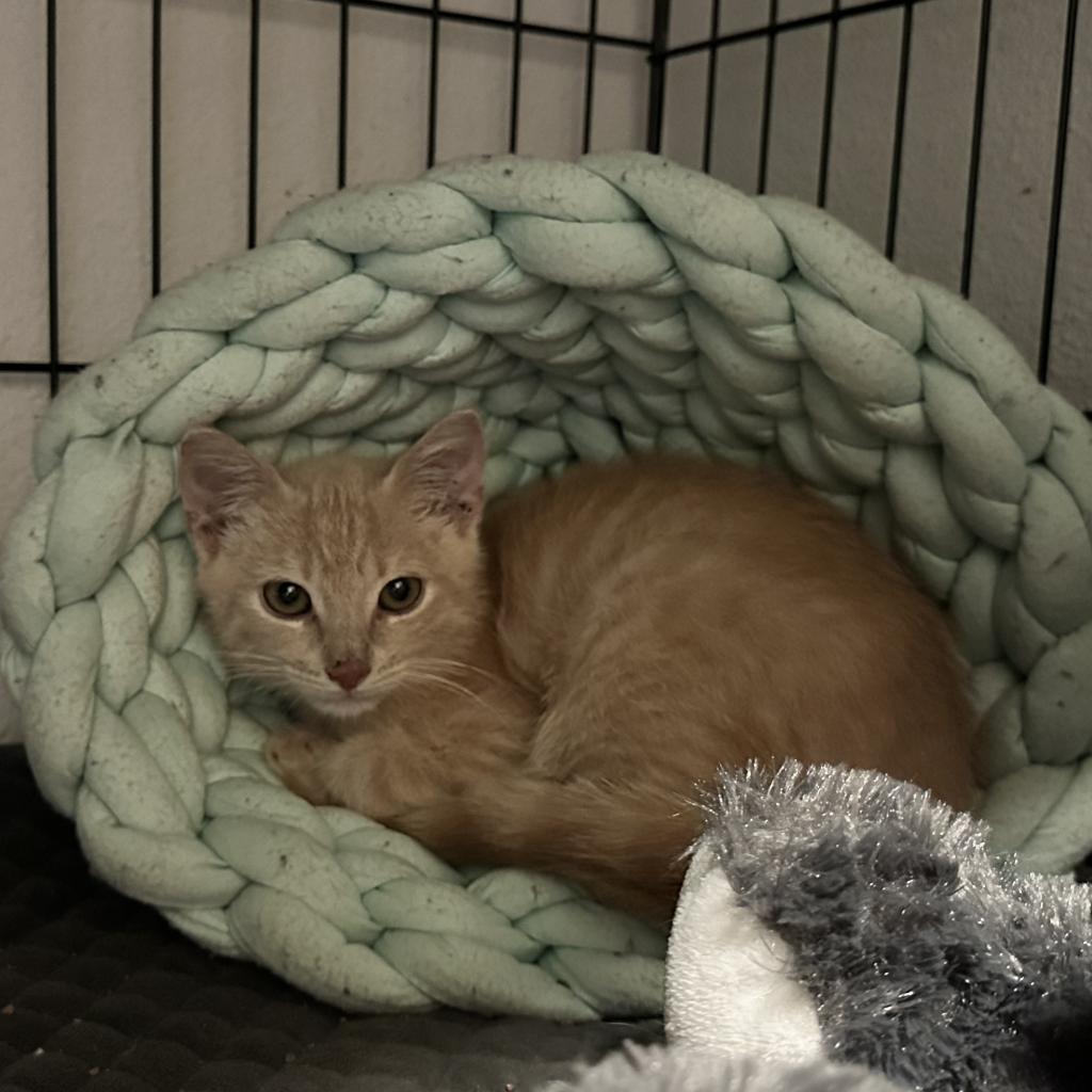 Enlarge Nile, a Adoptable Domestic Short Hair in Leander, TX image 6/6