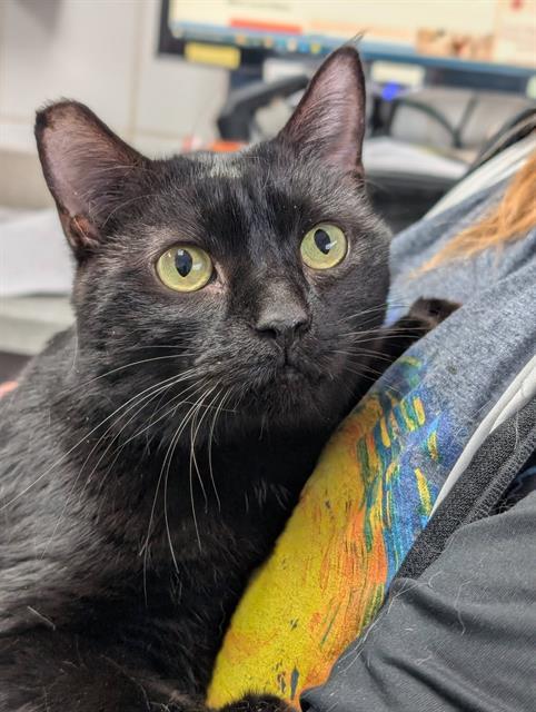 RACHEL, Adoptable, Adult Female Domestic Short Hair.