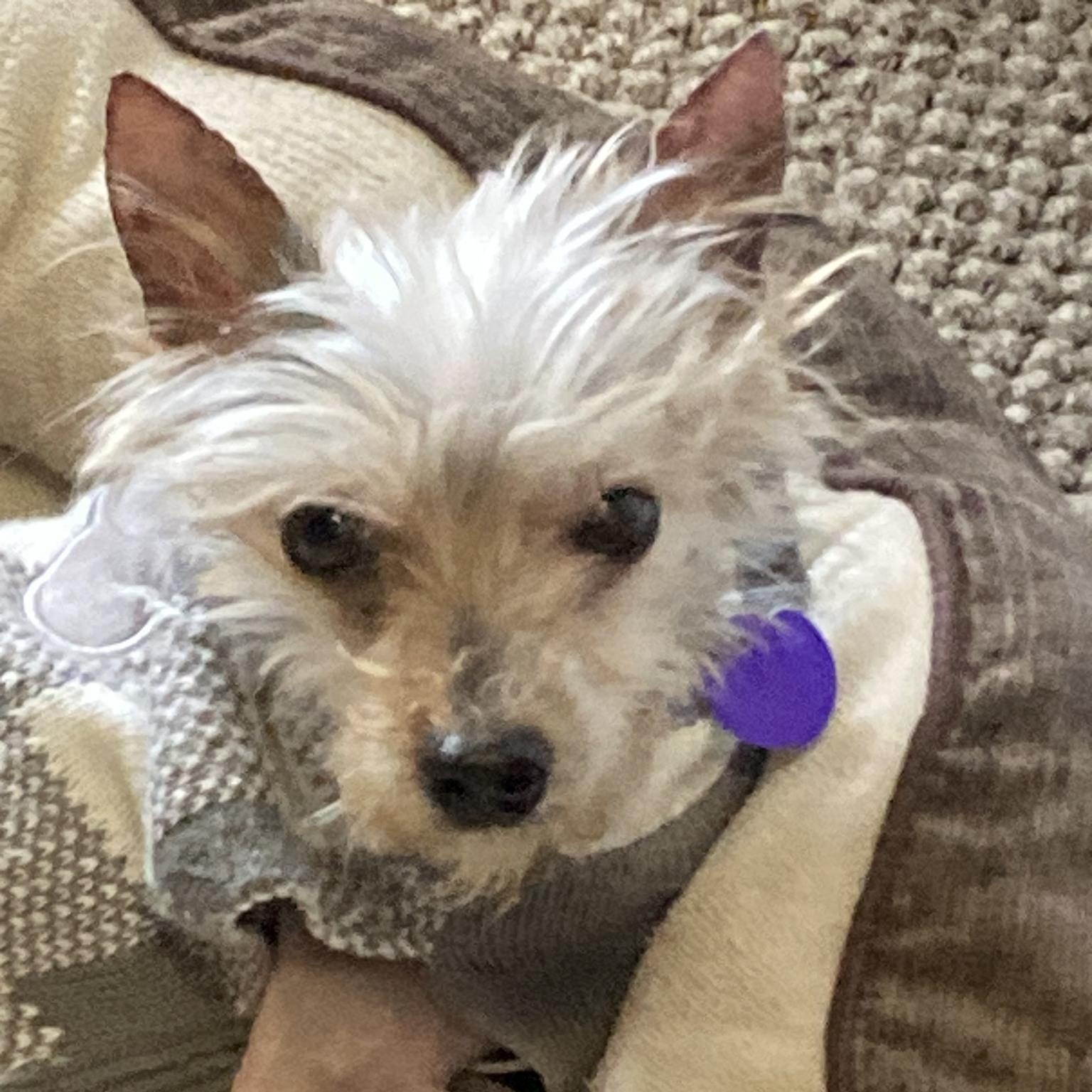 Wendell, a Adoptable Yorkshire Terrier in Rockville, MD image 3/6
