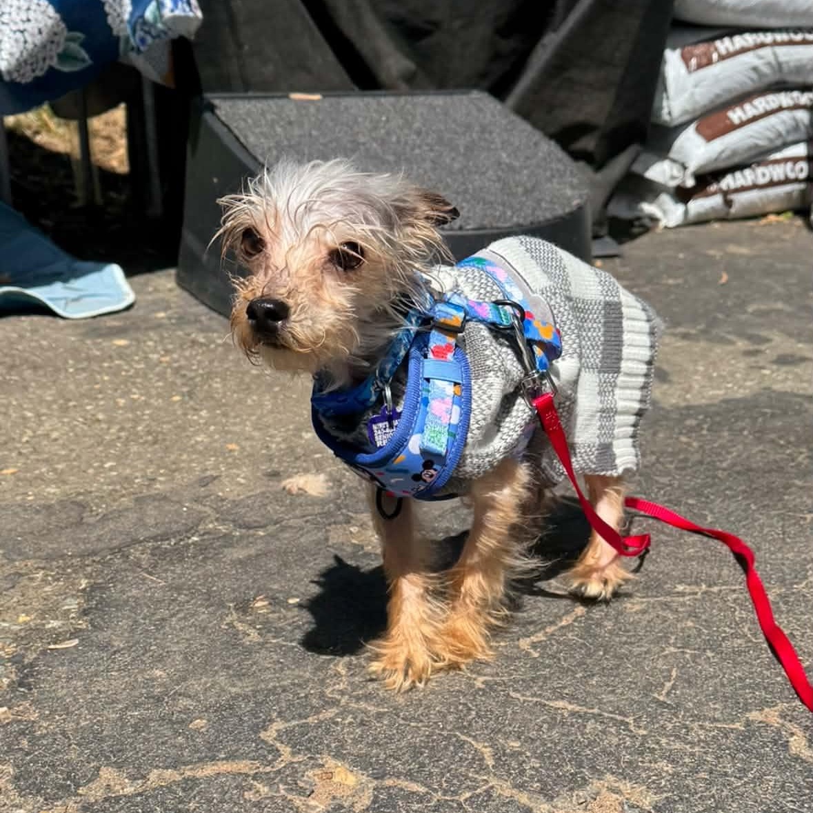 Wendell, a Adoptable Yorkshire Terrier in Rockville, MD image 5/6