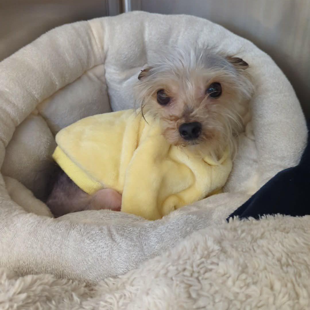 Wendell, a Adoptable Yorkshire Terrier in Rockville, MD image 6/6