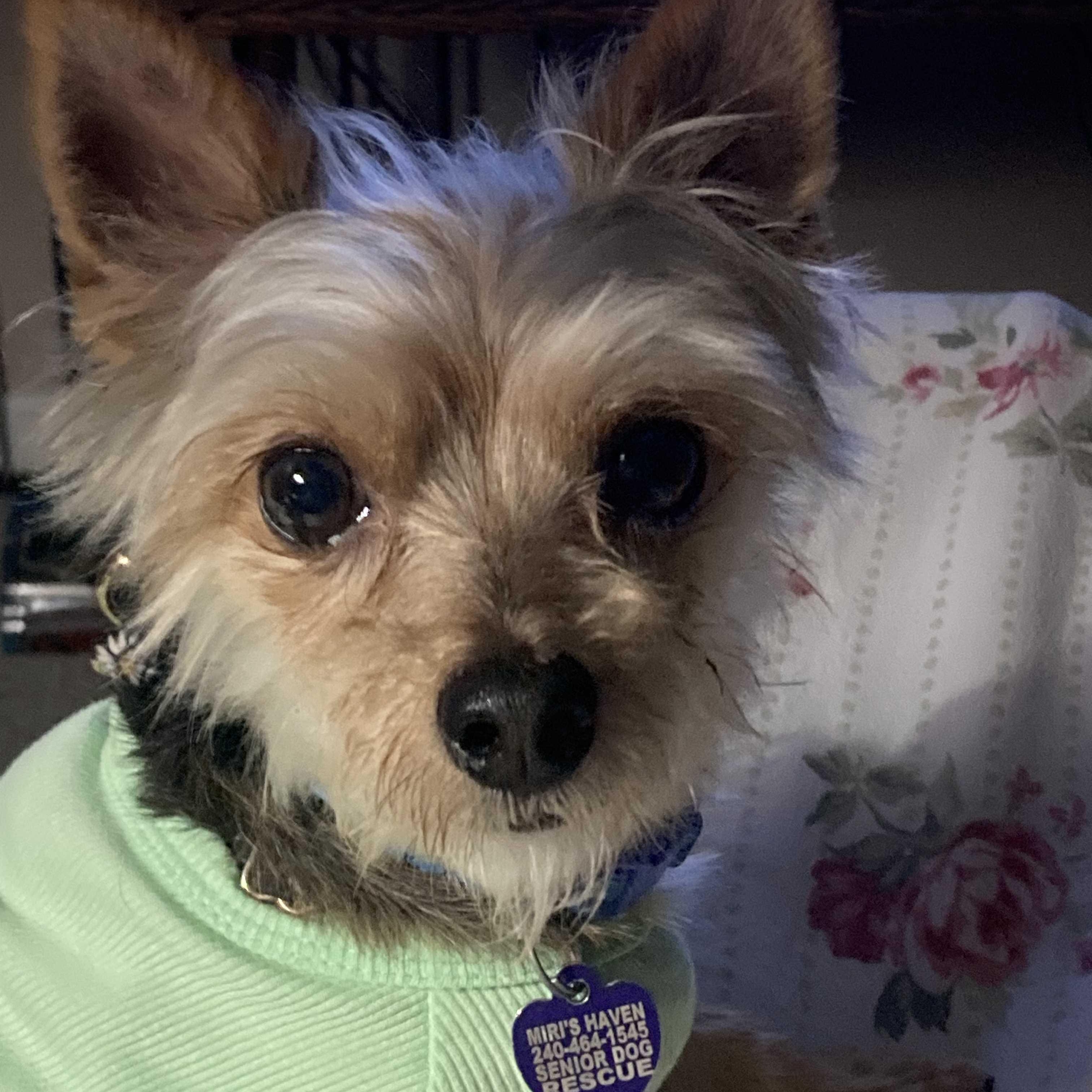 Wendell, Adoptable, Adult Male Yorkshire Terrier.