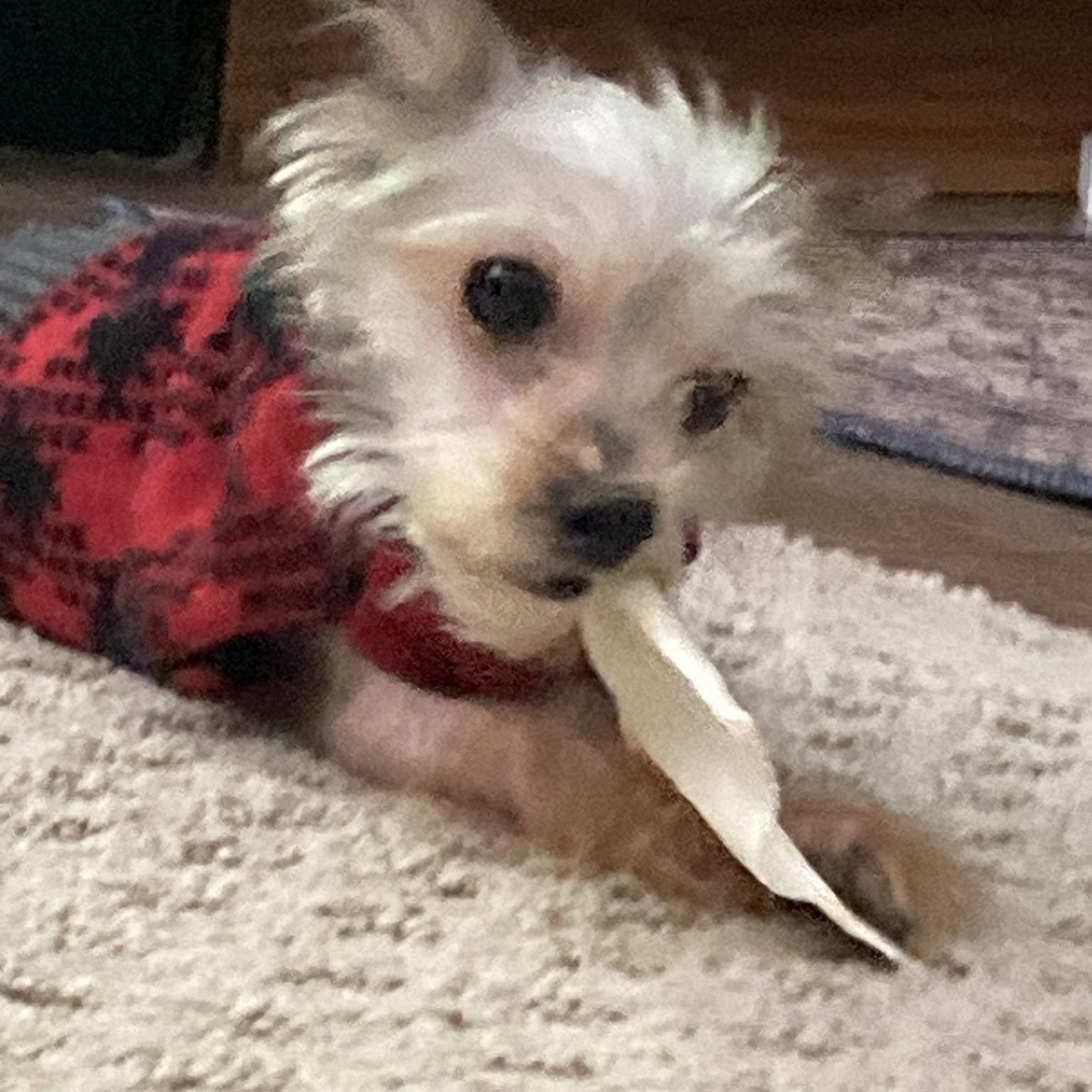 Wendell, a Adoptable Yorkshire Terrier in Rockville, MD image 2/6