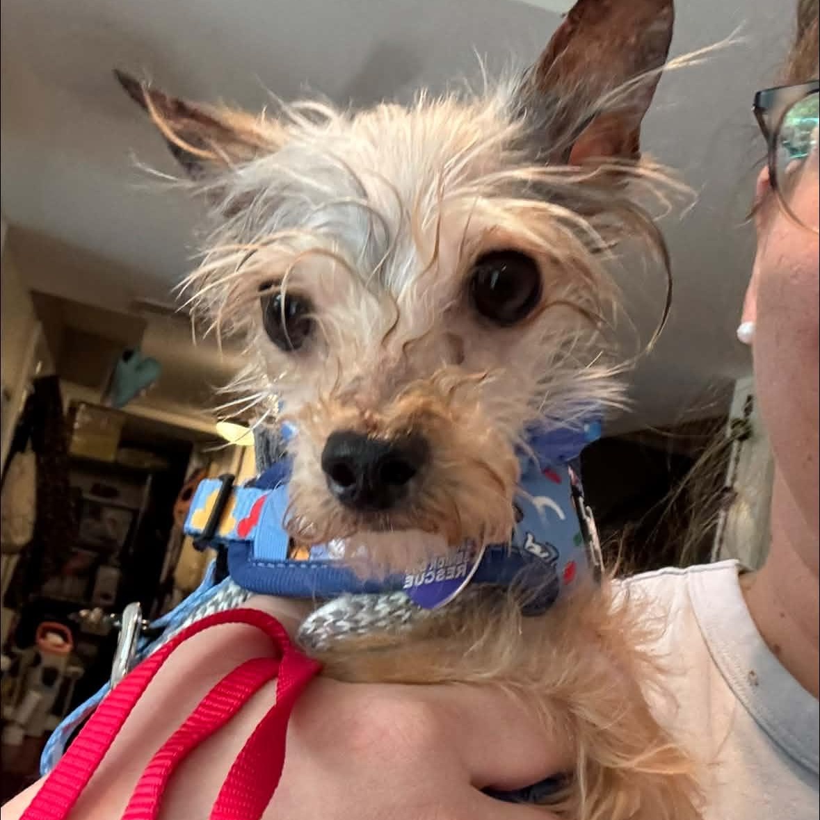 Wendell, a Adoptable Yorkshire Terrier in Rockville, MD image 4/6
