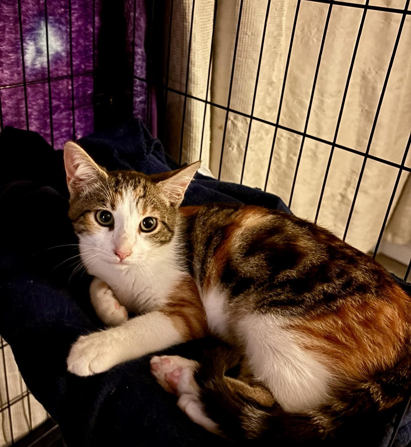 Twinkle, Young Female Domestic Short Hair