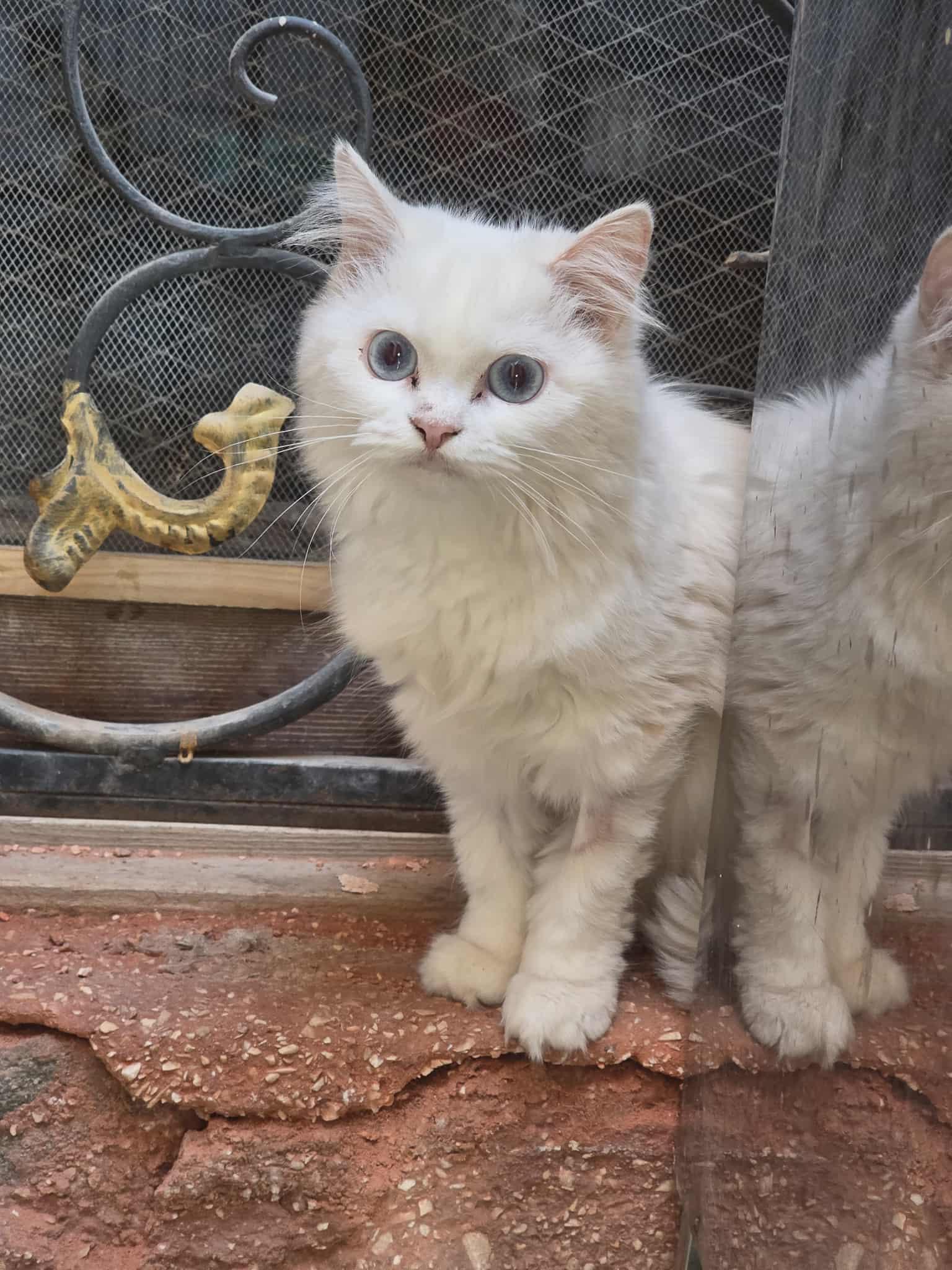 Jasmine C, Adoptable, Young Female Persian & Turkish Angora.