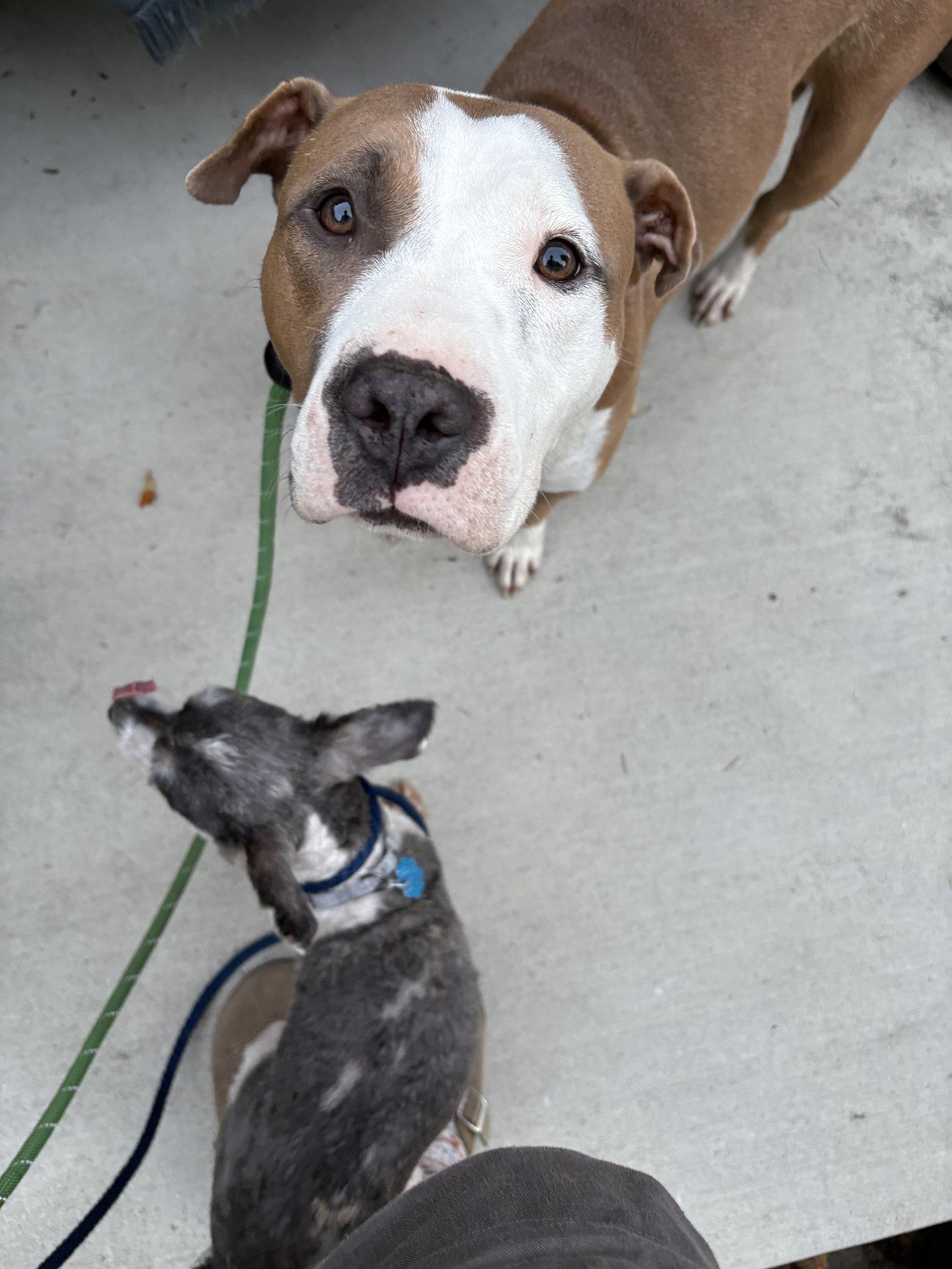 Emma, Adopted, Young Female Pit Bull Terrier.