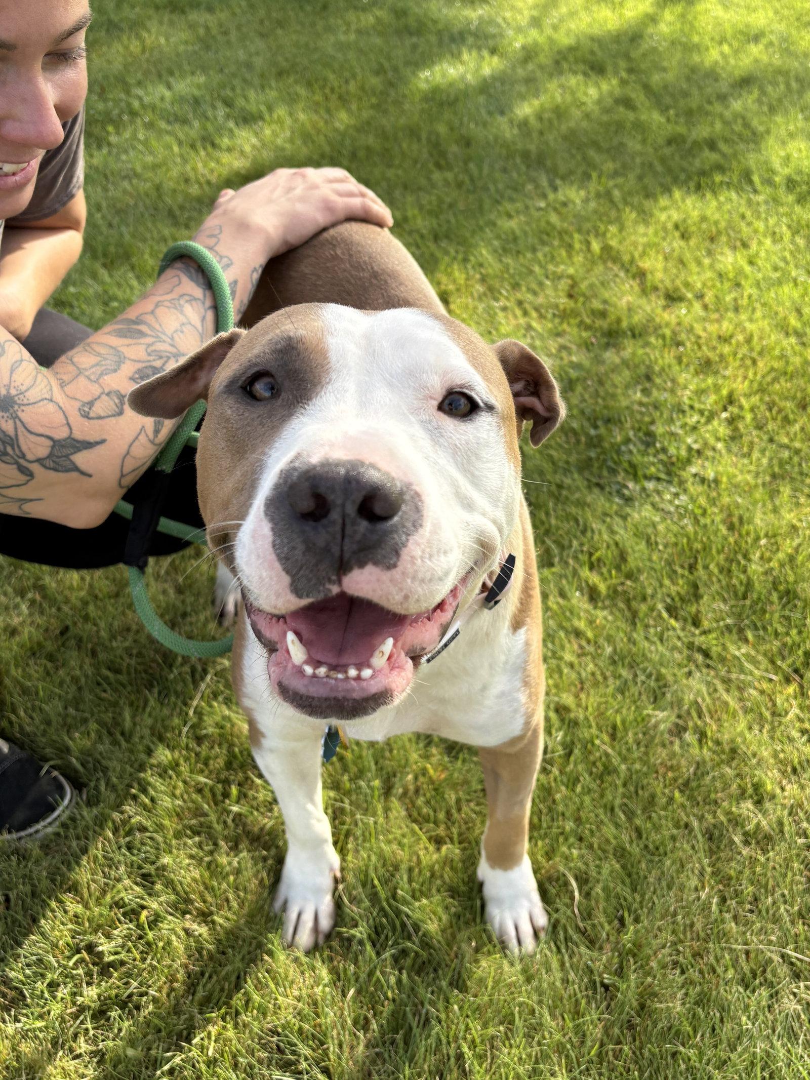 Enlarge Emma, a Adopted Pit Bull Terrier in Bothell, WA image 2/3