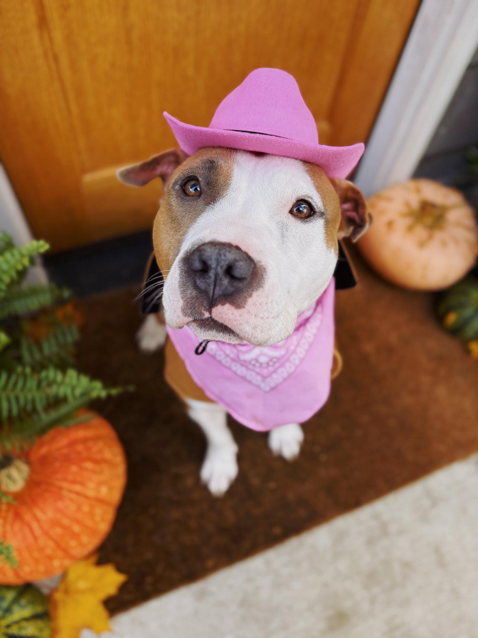 Enlarge Emma, a Adopted Pit Bull Terrier in Bothell, WA image 3/3