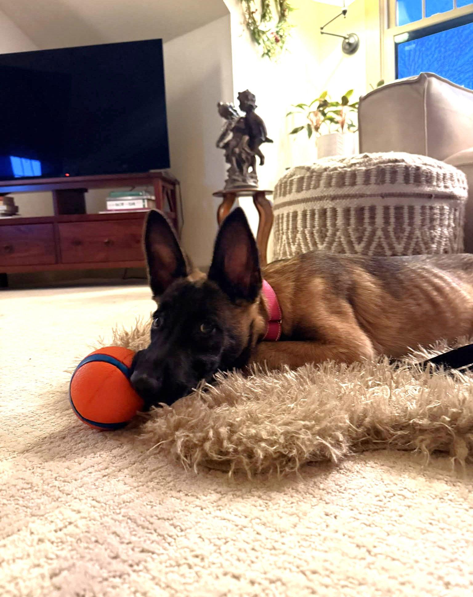 Echo, Adoptable, Young Female Belgian Shepherd / Malinois.