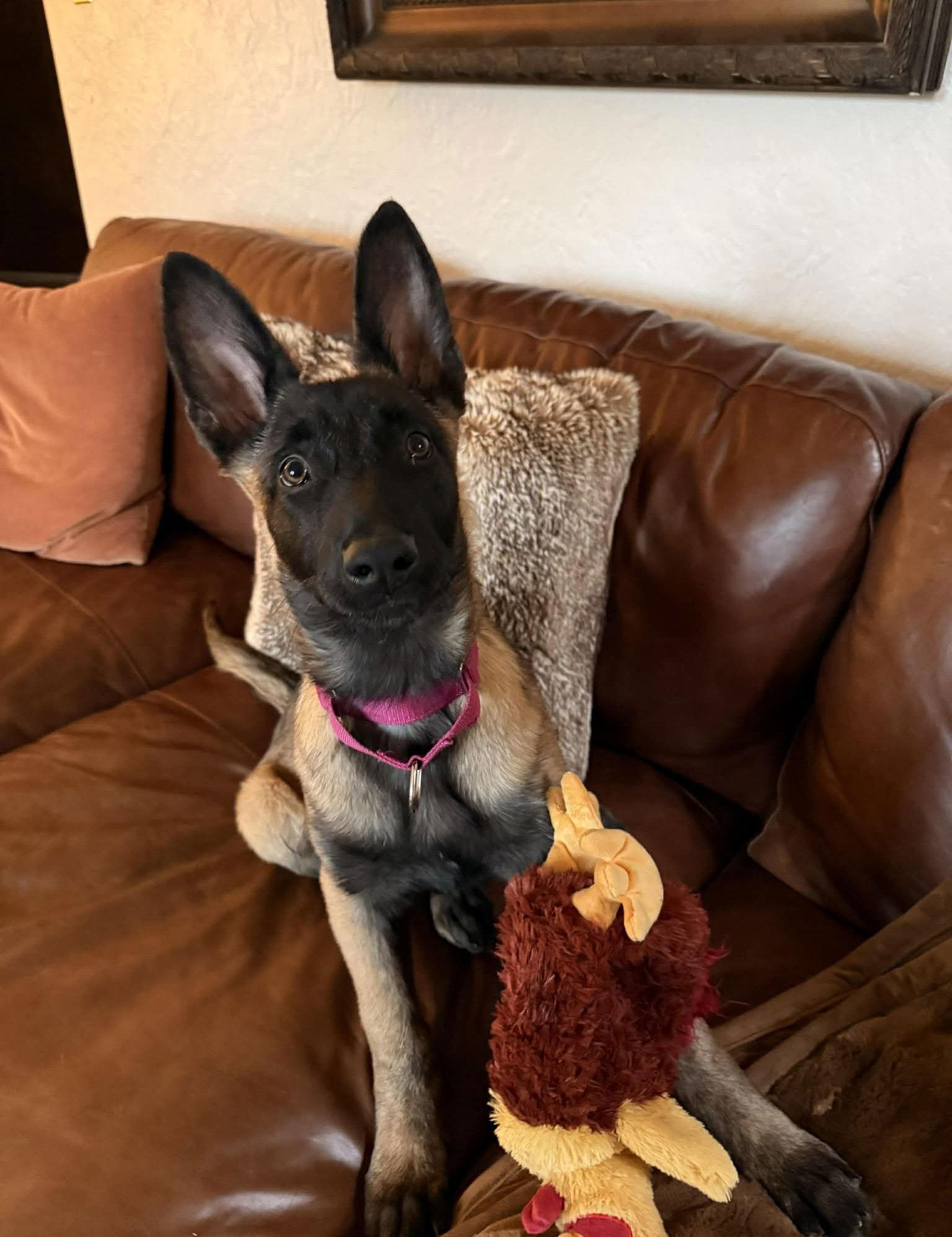 Enlarge Echo, a Adoptable Belgian Shepherd / Malinois in Gretna, NE image 2/3